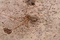 Pholcus_opilionoides_D4826_Z_88_Les Gris_Frankrijk